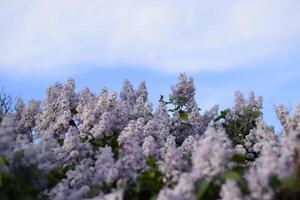 Flowers blooming lilac. Beautiful purple lilac flowers outdoors. photo