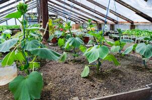 Seedlings cucumbers. The cultivation of cucumbers in greenhouses photo