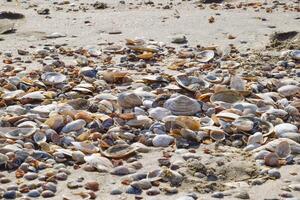 Shells on the sea beach sand. Sea coastal sand on the beach. photo