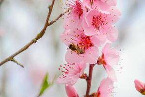 Spring flowering peach photo