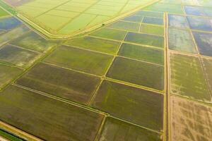 The rice fields are flooded with water. Flooded rice paddies. Agronomic methods of growing rice in the fields. photo