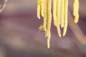 polinización por abejas pendientes avellana. floración color avellana avellana. foto