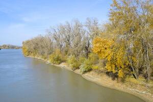 Autumn landscape. River bank with autumn trees. Poplars on the b photo