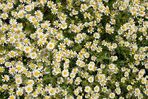 Chamomile flowers. Pharmaceutical camomile. Medicinal plant chamomile, flowering. photo