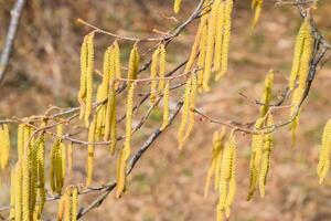 Flowering hazel hazelnut. Hazel catkins on branches. photo