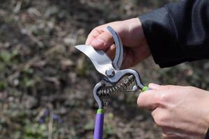 Check the pruning blade for sharpness. Trimming tree with a cutter. Spring pruning of fruit trees. photo