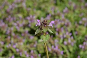 Lamium purpureum blooming in the garden. photo