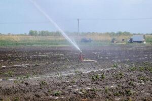 irrigación sistema en campo de melones riego el campos. aspersor foto