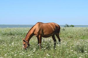 el pastado caballo foto