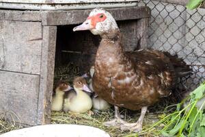 Muscovy duck mother with ducklings. photo