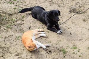 un rojo gato y un negro perro son acostado lado por lado foto