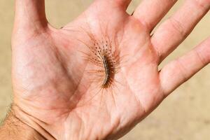 The Flycatcher. Scutigera Coleoptera lies on the person's palm. Centipede flycatcher, insect predator photo