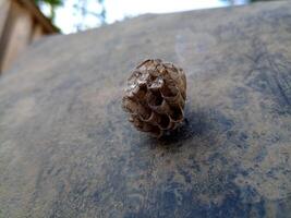 The nest wasps polistov. Vespiary photo