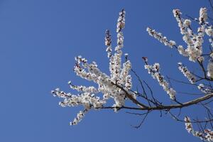 Spring flowering trees. Pollination of flowers of apricot. Blooming wild apricot in the garden photo