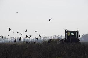 Tractor plowing a field and crows flying around him in search of food photo