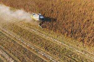 Harvester harvests corn. Collect corn cobs with the help of a co photo