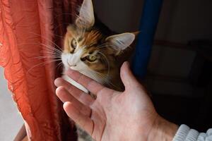 Mainecoon cat, Giant maine coon cat. Breeding of purebred cats at home photo