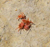 Arthropod mites on the ground. Close up macro Red velvet mite or photo