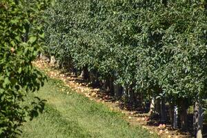 Apple orchard. Rows of trees and the fruit of the ground under t photo