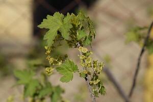 Flowers of red currant in spring on a stalk. photo