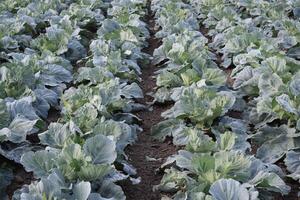 The cabbage field photo