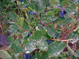 Blue berries of blueberries on the bushes. Berries in tundra photo