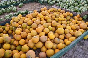 Collected in a pile of melons and watermelons photo