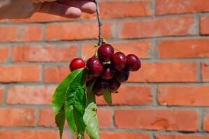 bayas de un dulce Cereza en un mano en un rama con hojas. maduro rojo dulce Cereza foto