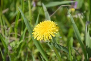 Flowering dandelions in the clearing. Meadow with dandelions. photo