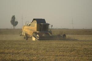 Soy harvesting by combines in the field. photo