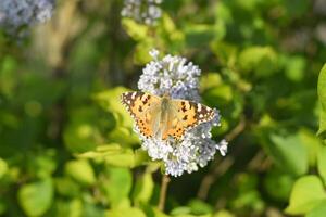 mariposa vanessa cardui en lila flores polinización floreciente lilas. foto