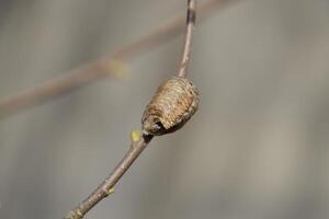 Ootheca mantis on the branches of a tree. The eggs of the insect laid in the cocoon for the winter are laid. Ooteca on a branch of hazelnut photo