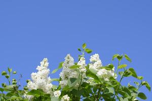 blanco lila. hermosa púrpura lila flores al aire libre. foto