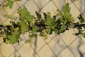 Flowers of red currant in spring on a stalk. photo