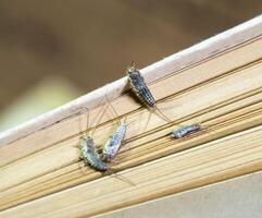 Thermobia domestica. Pest books and newspapers. Lepismatidae Insect feeding on paper - silverfish photo