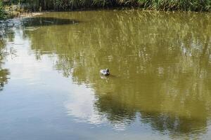 Pond with ducks artificial. Plastic dummies ducks in the pond photo