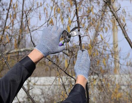 Pruning prunus pruning shears. Trimming tree with a cutter. Spring pruning of fruit trees. photo