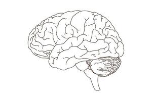 Human brain, line art vector illustration. side view of brain with cerebrum, brainstem and cerebellum to study anatomy, neurology. eps 10