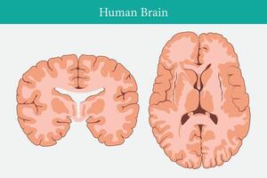 Horizontal and vertical cross sections through cerebrum. cross section of human brain. eps 10 vector