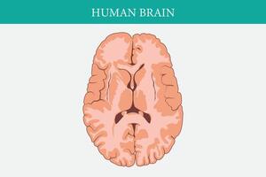 Horizontal cross sections through cerebrum. cross section of human brain. EPS 10 vector