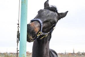 The horse walked around the stadium photo