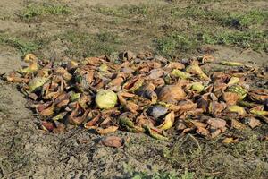 Heaps of rotting watermelons. Peel of melon. An abandoned field of watermelons and melons. Rotten watermelons. Remains of the harvest of melons. Rotting vegetables on the field. photo