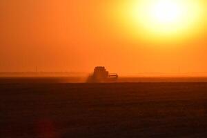 Harvesting by combines at sunset. photo