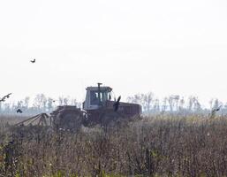 tractor arada un campo y cuervos volador alrededor él en buscar de comida foto