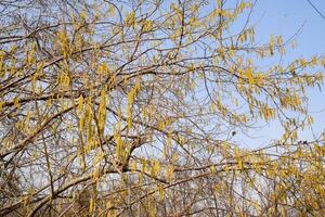 Flowering hazel hazelnut. Hazel catkins on branches. photo