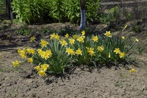 Spring flowering bulb plants in the flowerbed. Flowers daffodil yellow photo