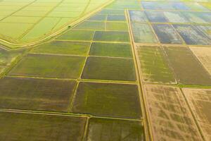The rice fields are flooded with water. Flooded rice paddies. Agronomic methods of growing rice in the fields. photo