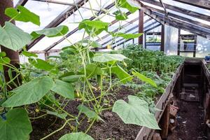 Seedlings cucumbers. The cultivation of cucumbers in greenhouses photo