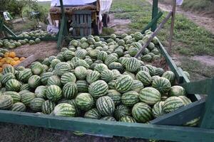Collected in a pile of melons and watermelons photo