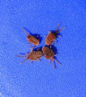 Arthropod mites on a blue background. Close up macro Red velvet photo